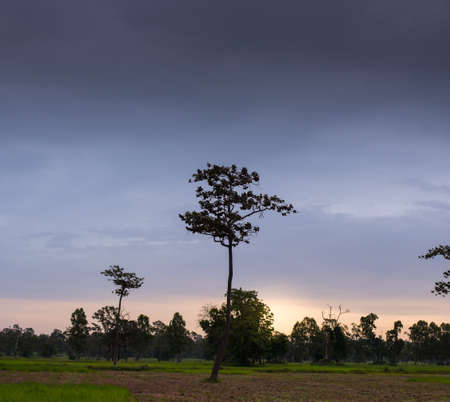 alone tree with sunset background landscapeの写真素材