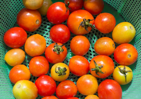 photo of very fresh tomatoes presented on white backgroundの写真素材