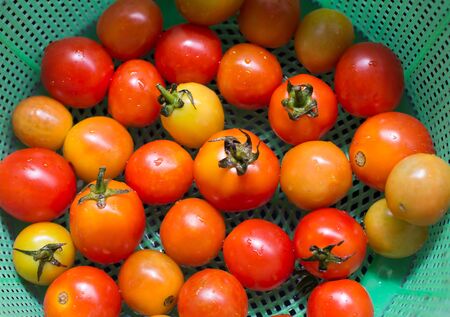 photo of very fresh tomatoes presented on white backgroundの写真素材