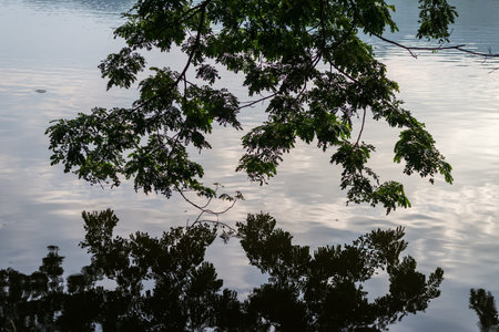 tree with reflection,sky with twilight lightの写真素材