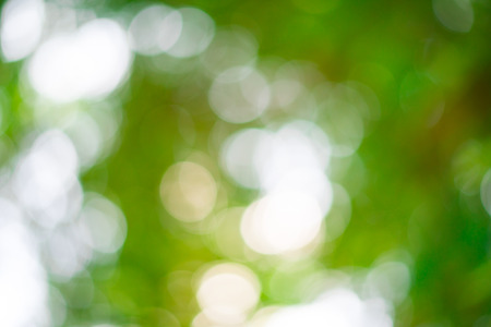 Natural green blured background with bokehの写真素材