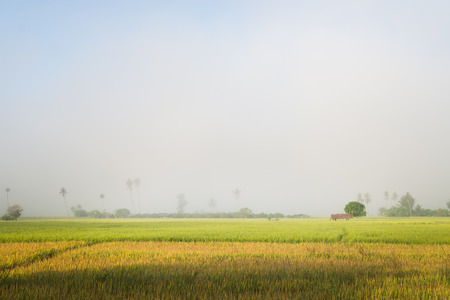 Rice field with fog backgroundの写真素材