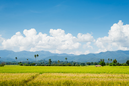 Rice field  blue sky cloud cloudy landscape backgroundの写真素材