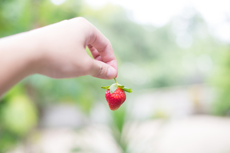 Hand pick up strawberryの写真素材