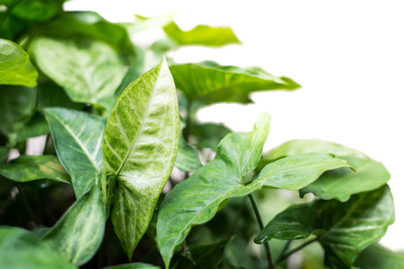 green plant leaf isolated ob wihe background