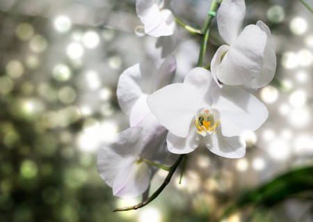 white orchid on bokeh backgroundの写真素材