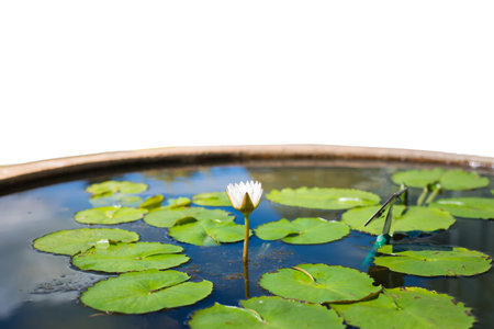 lotus leaves