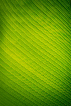 Banana leaves texture backgroundの写真素材