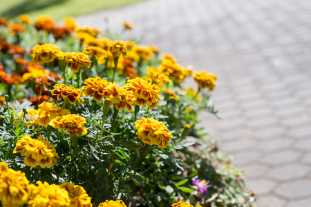 Yellow Flower, Marigold close upの写真素材