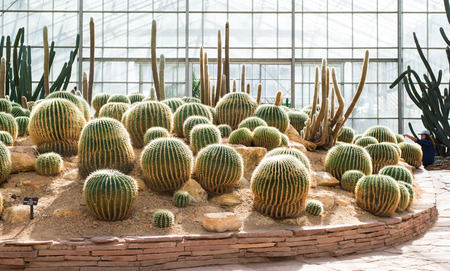 group of cactus in greenhouseの写真素材
