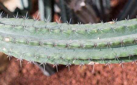 cactus in greenhouseの写真素材