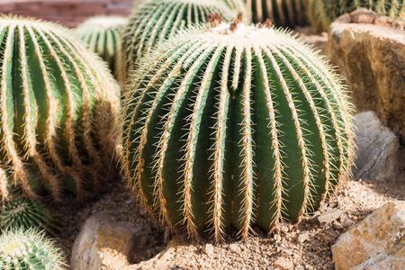 cactus in greenhouseの写真素材