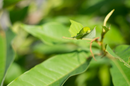 Green worm eating leavesの写真素材