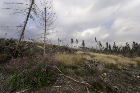 High Tatras after Windstormの写真素材