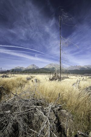 High Tatras after Windstormの写真素材