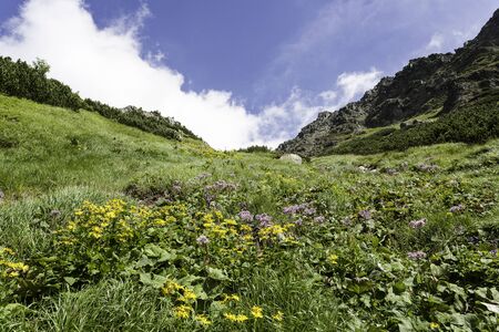 mountain flowersの写真素材
