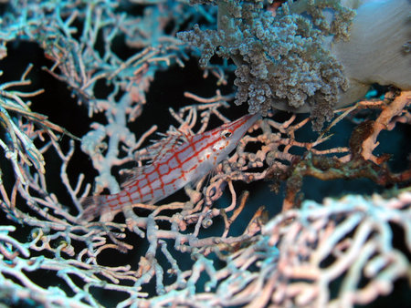 Longnose hawkfish in Red Sea         