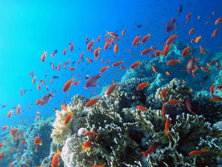 School of Fish in Red Sea         の写真素材