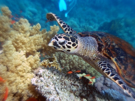 Hawksbill turtle  in Red Sea         の写真素材