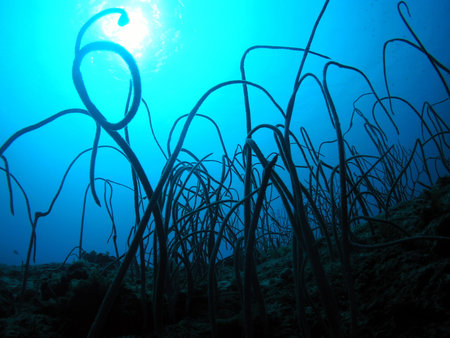 Soft Coral in Miyako     