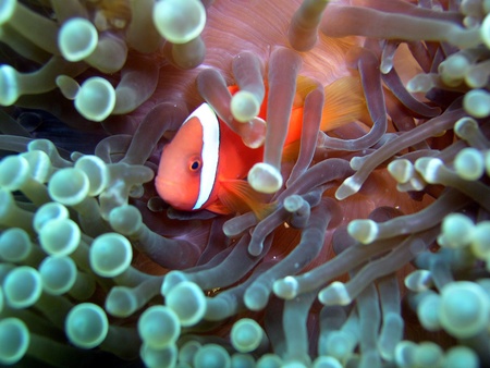 Tomato anemonefish in Miyako     の写真素材