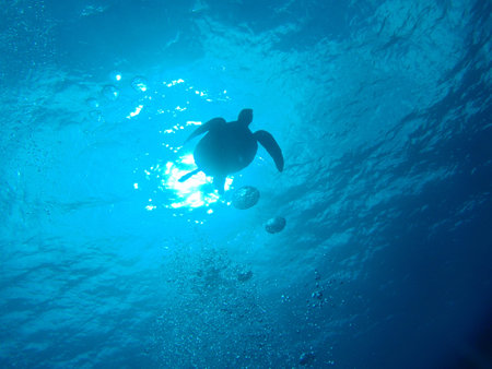 green sea turtle in Okinawa       