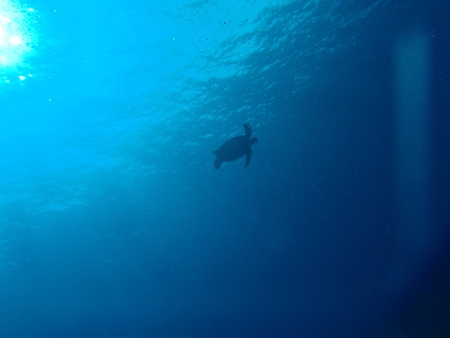 green sea turtle in Okinawa       の写真素材