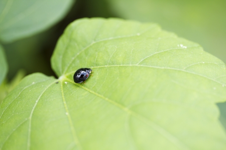 Ladybug standing on leaf in daylightの写真素材