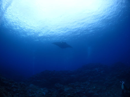 Manta ray in Kho ishigaki
