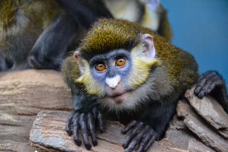 Small monkey with the big eyesの写真素材