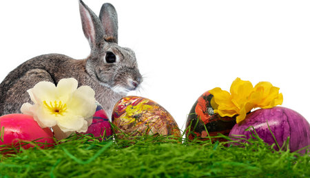 Painted easter eggs in the grass on white background