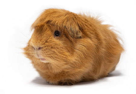 Guinea pig peruvian on white backgroundの写真素材