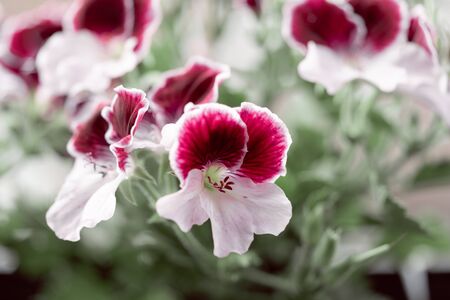 A beautiful noble geraniumの写真素材