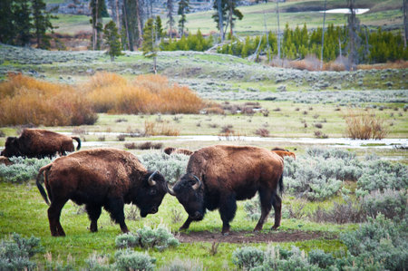 Bisonsの写真素材