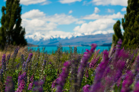 lupine flowersの写真素材