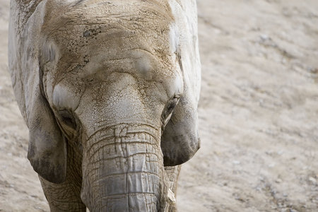 Elephant at the zooの写真素材