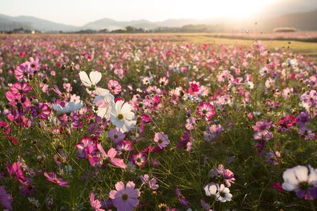 Cosmosの写真素材