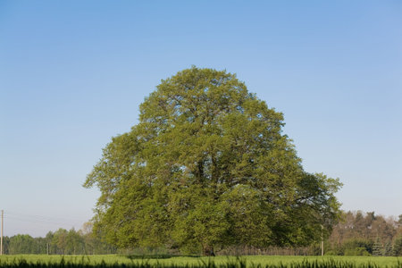 lonely tree in a grain field