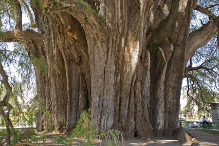 A 2000 year old cypress tree in Santa Maria del Tule, Oaxaca, Mexicoの写真素材
