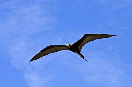 Magnificent frigatebird sailing in the over the Pacific Oceanの写真素材