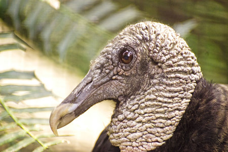 Head of a perched black vulture in the aviary of the Chapultepec Zoo, Mexico D.F.の写真素材