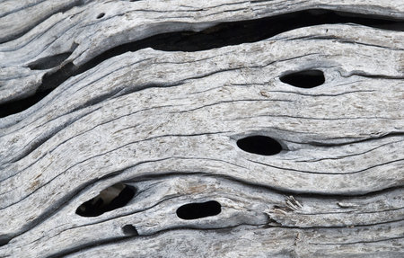 Closeup of ocean driftwood suitable as backgroundの写真素材