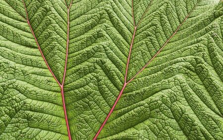 Closeup of a Poor Man's Umbrella leaf from Costa Ricaの写真素材
