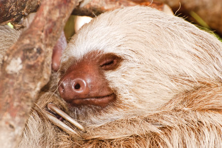Two-toed sloth sleeping in Costa Rica's Central Valleyの写真素材