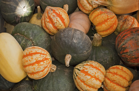 Harvested gourds of various shapes and colors