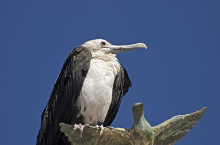 Partial view of a Magnificent Frigate bird perchedの写真素材