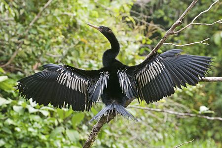 Anhinga water bird perched with spread wingsの写真素材