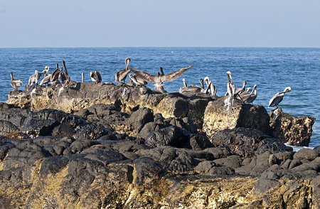 Flock of pelicans on a rock by a  Pacific Ocean shoreの写真素材