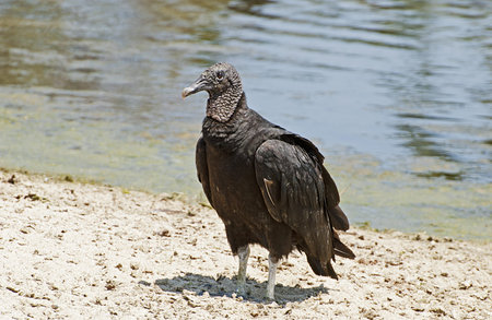 Black vulture on the ground by the Pacific Ocean in Mexico
