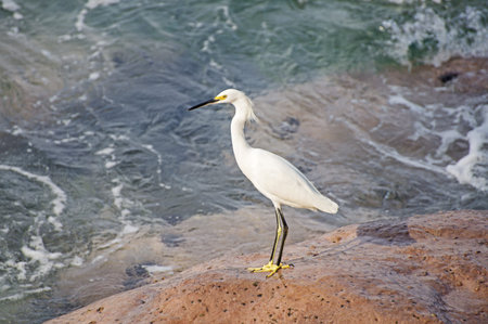 White egret on a rock by the Mexican Pacific Oceanの写真素材